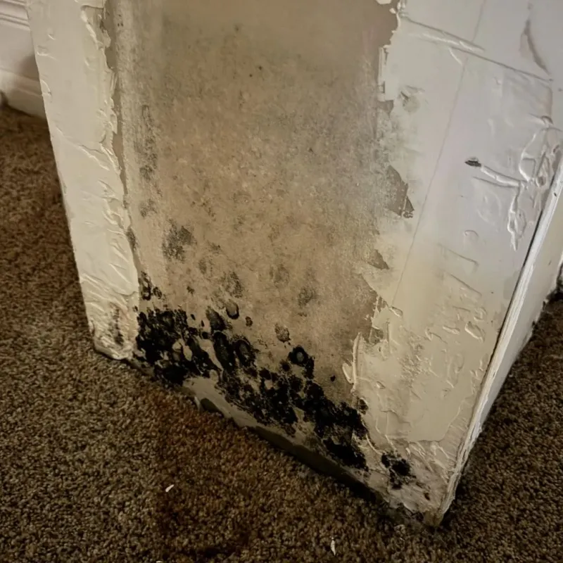 Professional Mold Removal in Alleghany County, VA